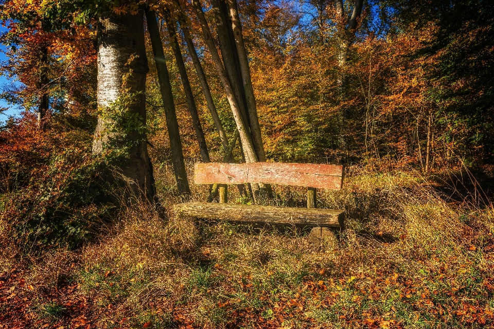 Landscape tree nature forest