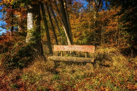 Landscape tree nature forest Photo