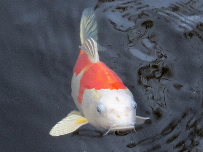 Water pond swim fish Photo