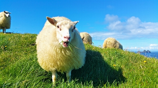 Nature grass field farm Photo