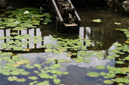 Water leaf flower pond Photo