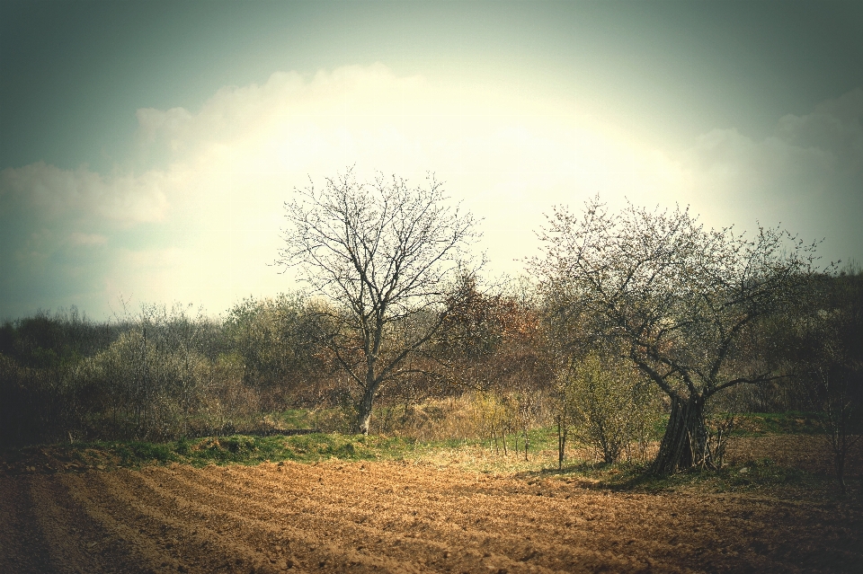 Landscape tree nature forest