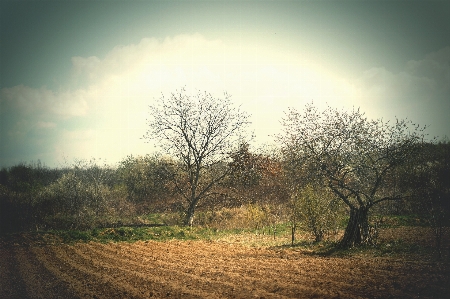 Landscape tree nature forest Photo