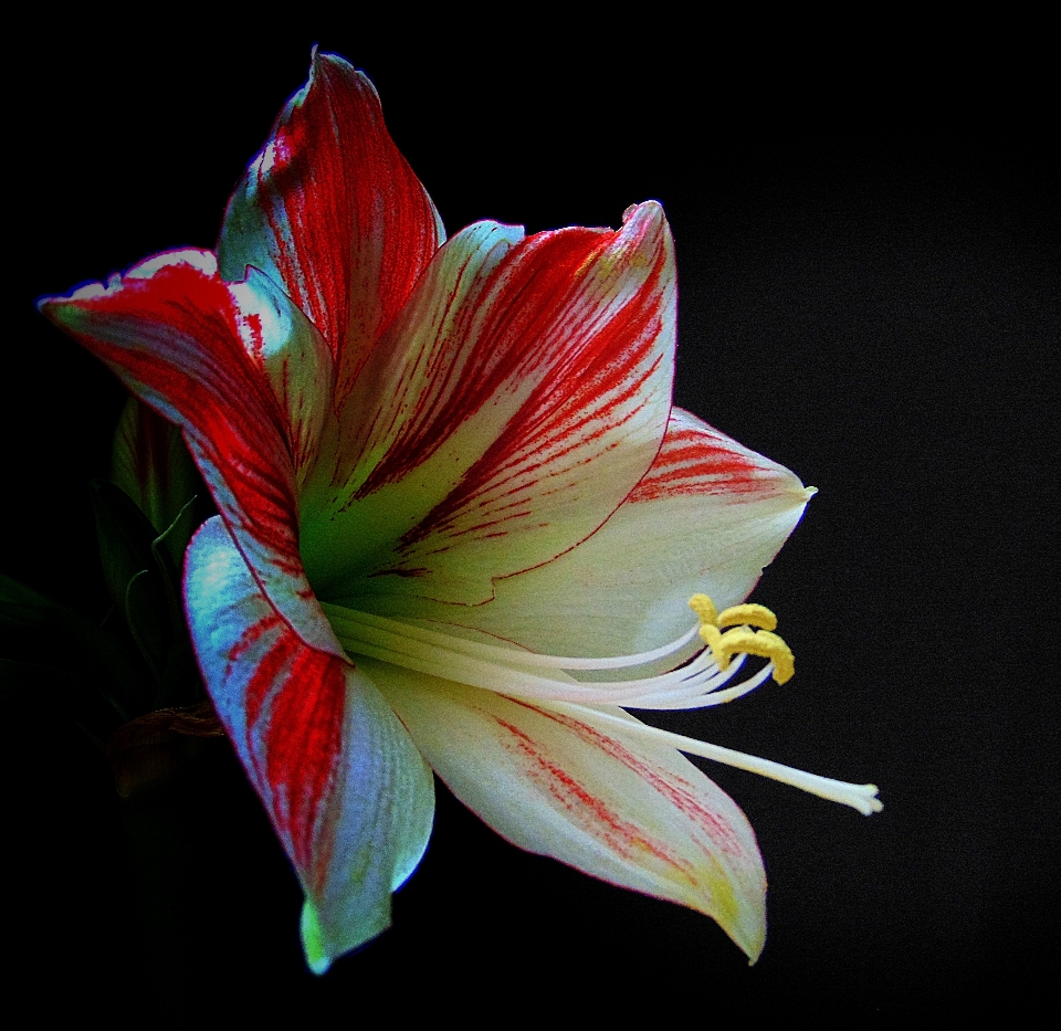 Natur blüte anlage weiss