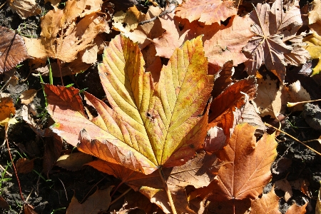 Tree nature branch plant Photo