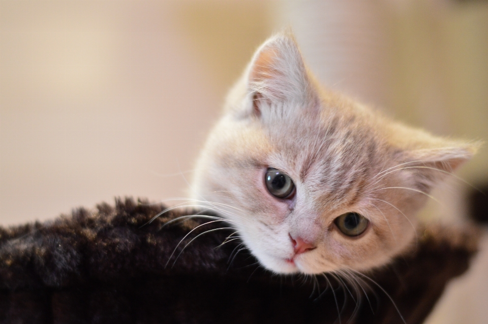 Bonitinho gatinho gato mamífero