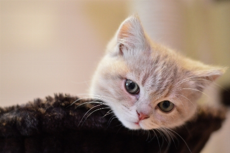 Cute kitten cat mammal Photo