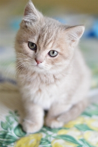 Cute kitten cat mammal Photo