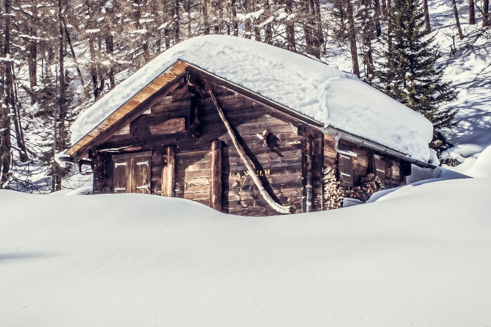 Naturaleza bosque nieve frío