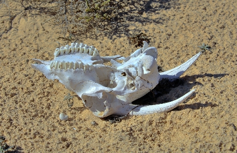 砂 動物 ヤギ 生物学 写真