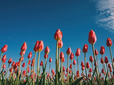 Anlage himmel feld blume Foto