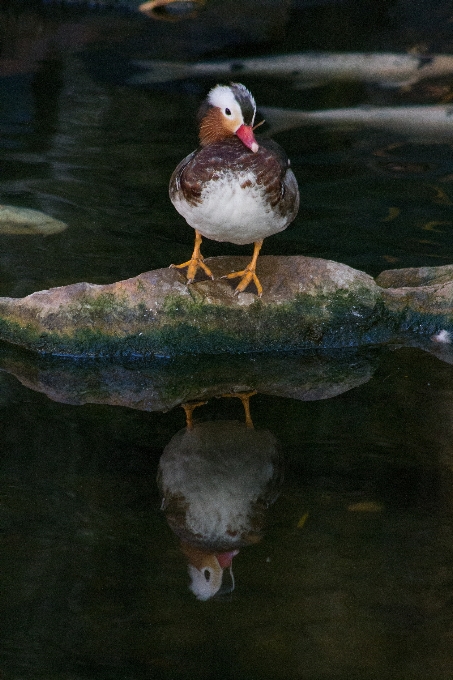 Air alam burung danau