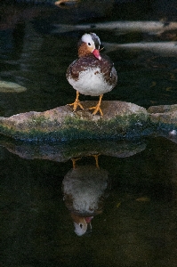 水 自然 鳥 湖 写真