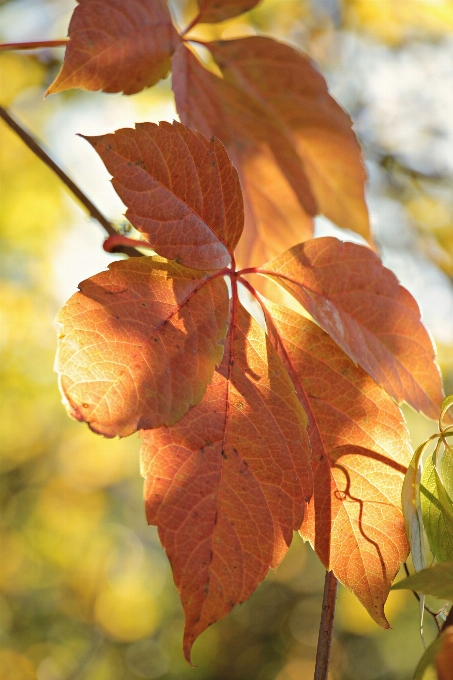 Tree nature branch plant