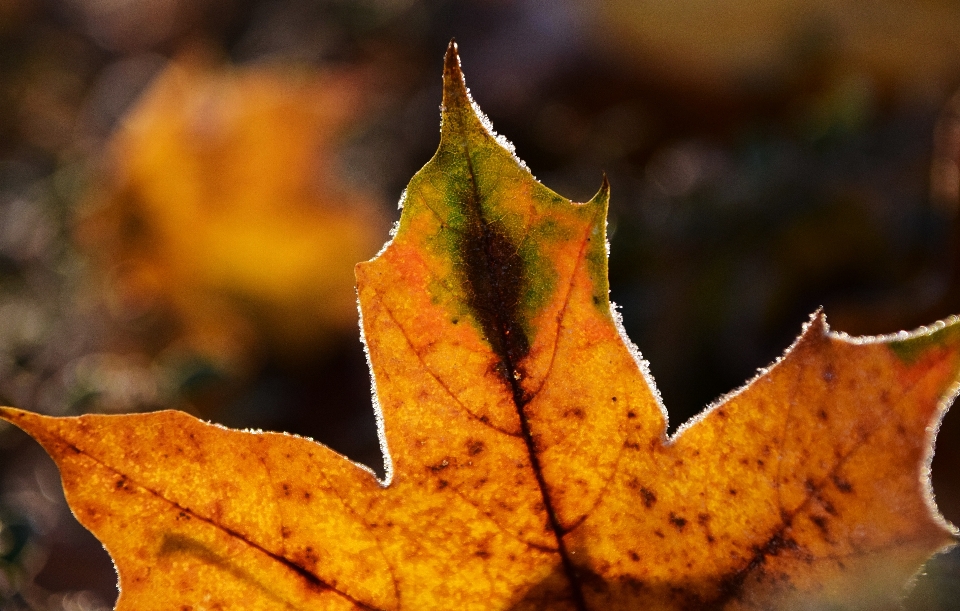 árvore natureza filial frio