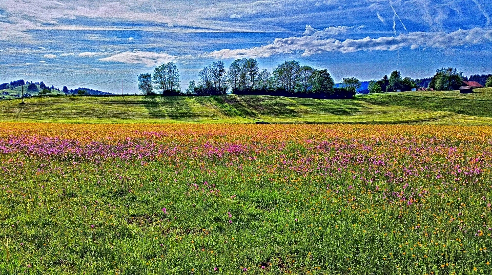 Paisaje naturaleza césped horizonte