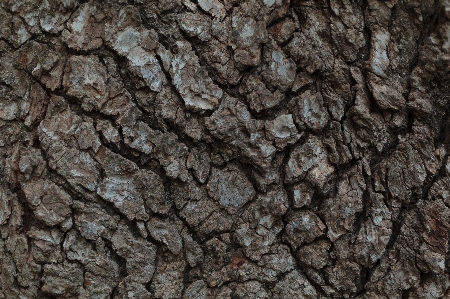 Tree nature rock branch Photo