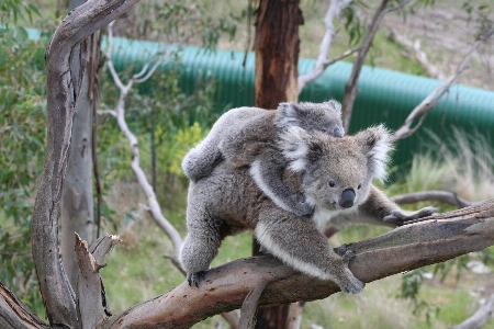 Tree nature branch cute Photo