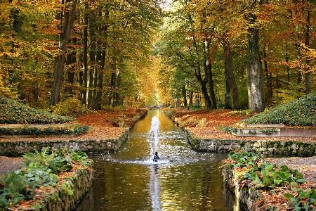 Tree water forest waterfall Photo