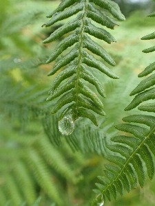 Tree nature branch drop Photo