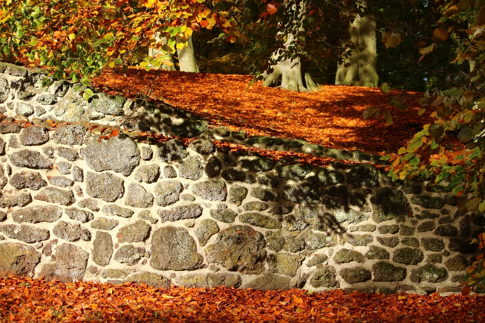 Albero rock foglia fiore