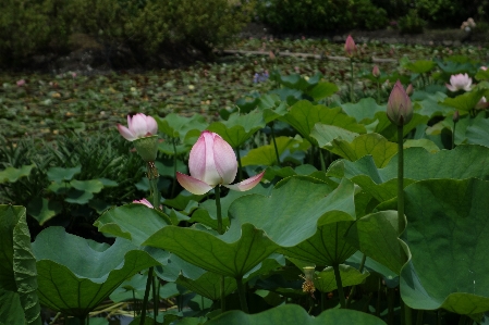 Foto Pianta fiore petalo primavera