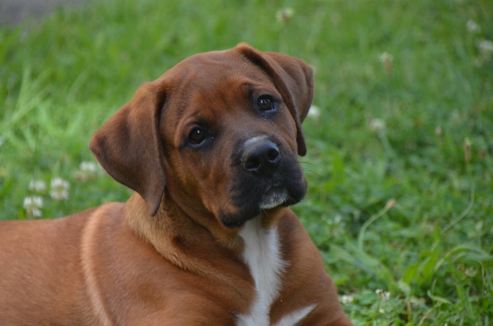 Cachorro perro lindo masculino