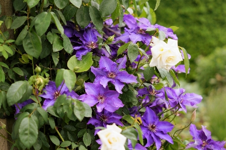 自然 花 植物 紫 写真