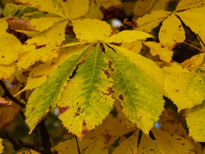 Tree nature branch plant Photo