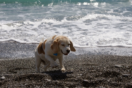 Beach sea sand old Photo