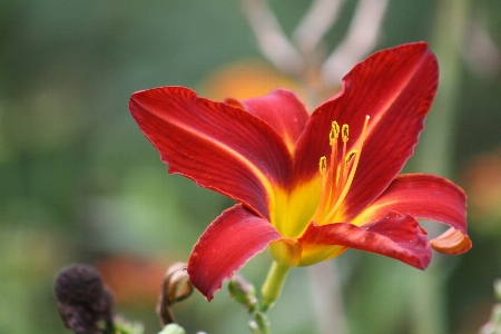 Blossom plant photography flower Photo