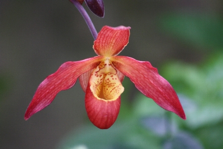 Blüte anlage fotografie blatt Foto