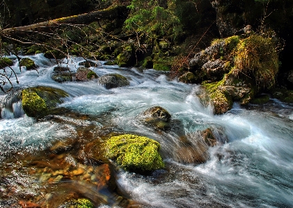 Landscape water nature forest Photo