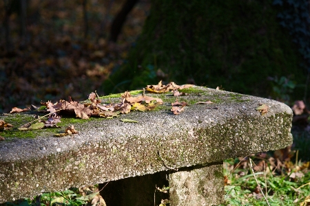 Tree nature forest wood Photo