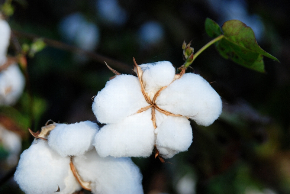 Natur zweig blüte schnee