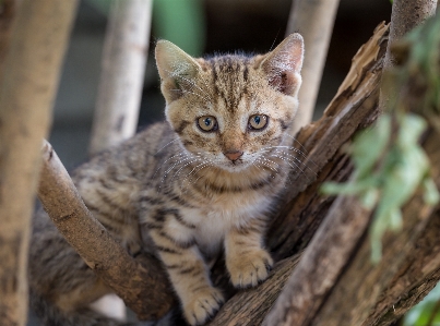 Tree blur animal cute Photo