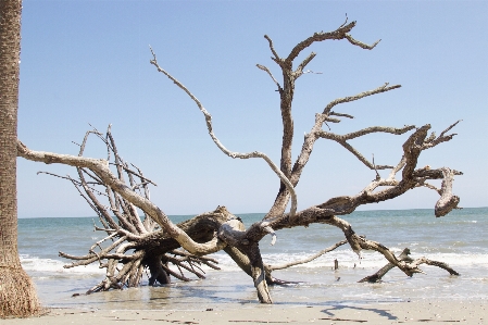 Beach landscape driftwood coast Photo