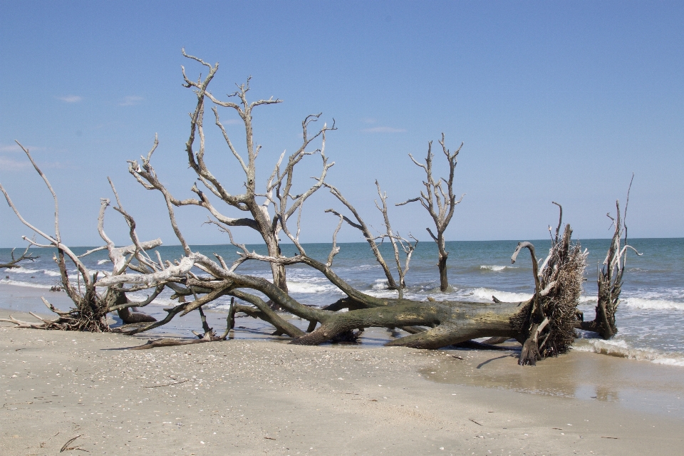 Spiaggia paesaggio legni galleggianti
 mare