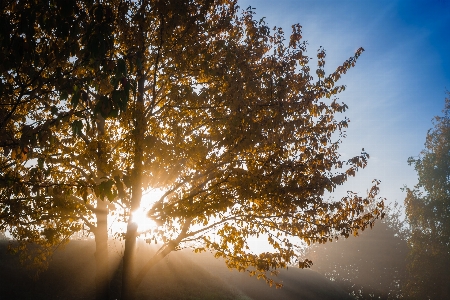 Landscape tree nature forest Photo