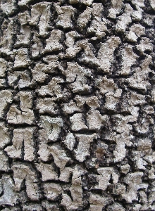 Tree nature rock plant Photo