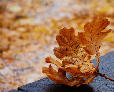 Tree branch plant wood Photo