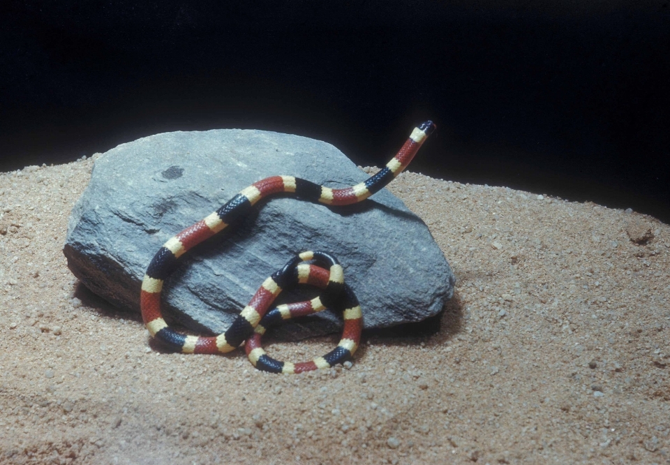 Natura bianco deserto animali selvatici