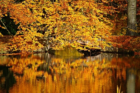 Tree water forest branch Photo