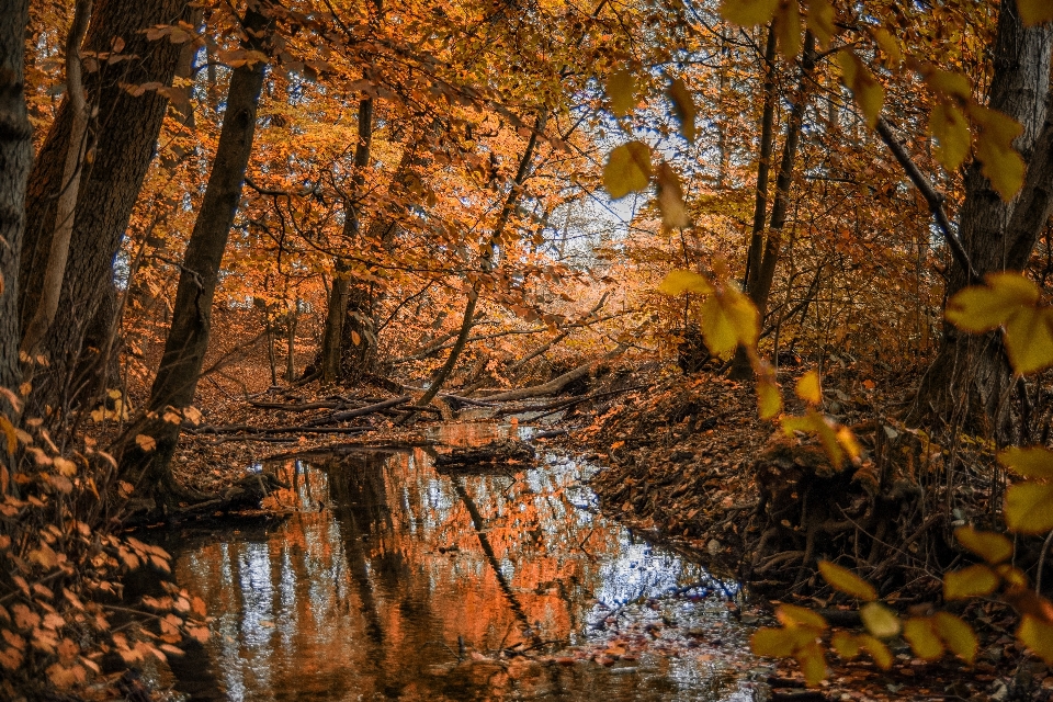 Paisaje árbol agua naturaleza