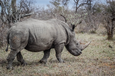 自然 動物 野生動物 野生 写真