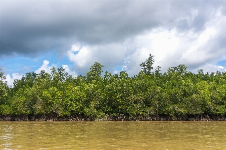 Landscape sea tree water Photo