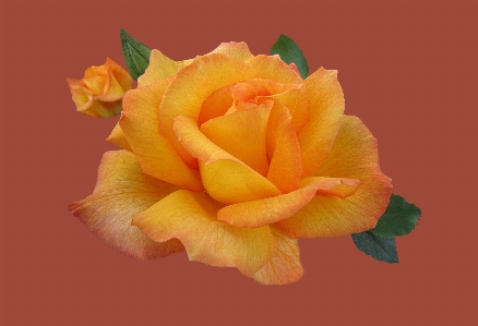 Plant flower petal rose Photo