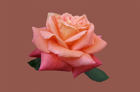 Plant flower petal rose Photo