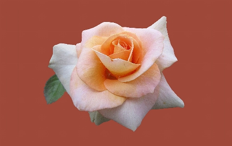 Plant flower petal rose Photo