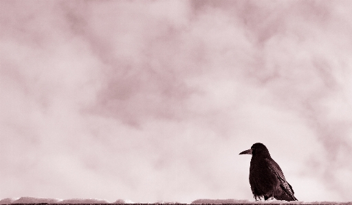 鳥 クラウド 空 カラス 写真